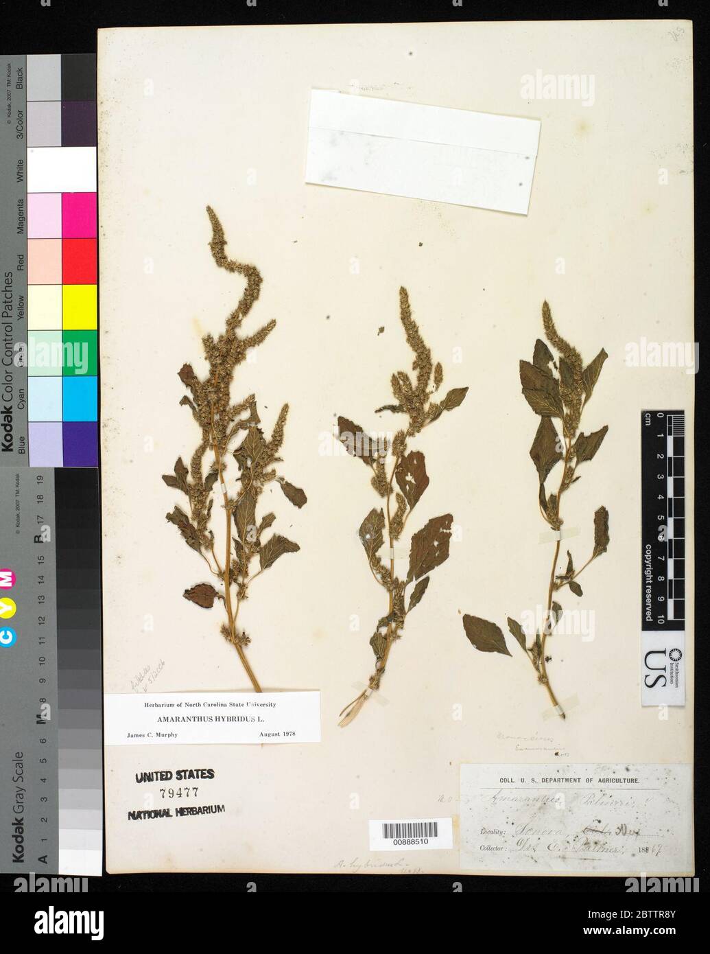 Amaranthus hybridus L. Stock Photo