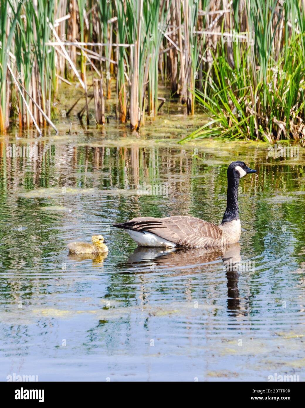 Newborn canada goose baby hires stock photography and images Alamy