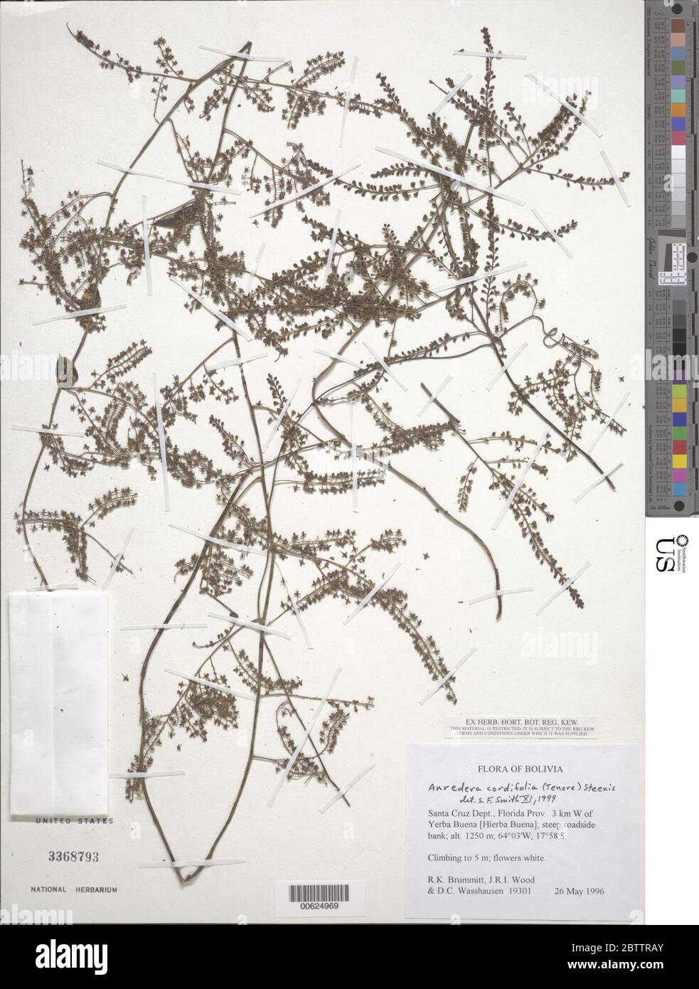 Anredera cordifolia Ten Steenis. Stock Photo