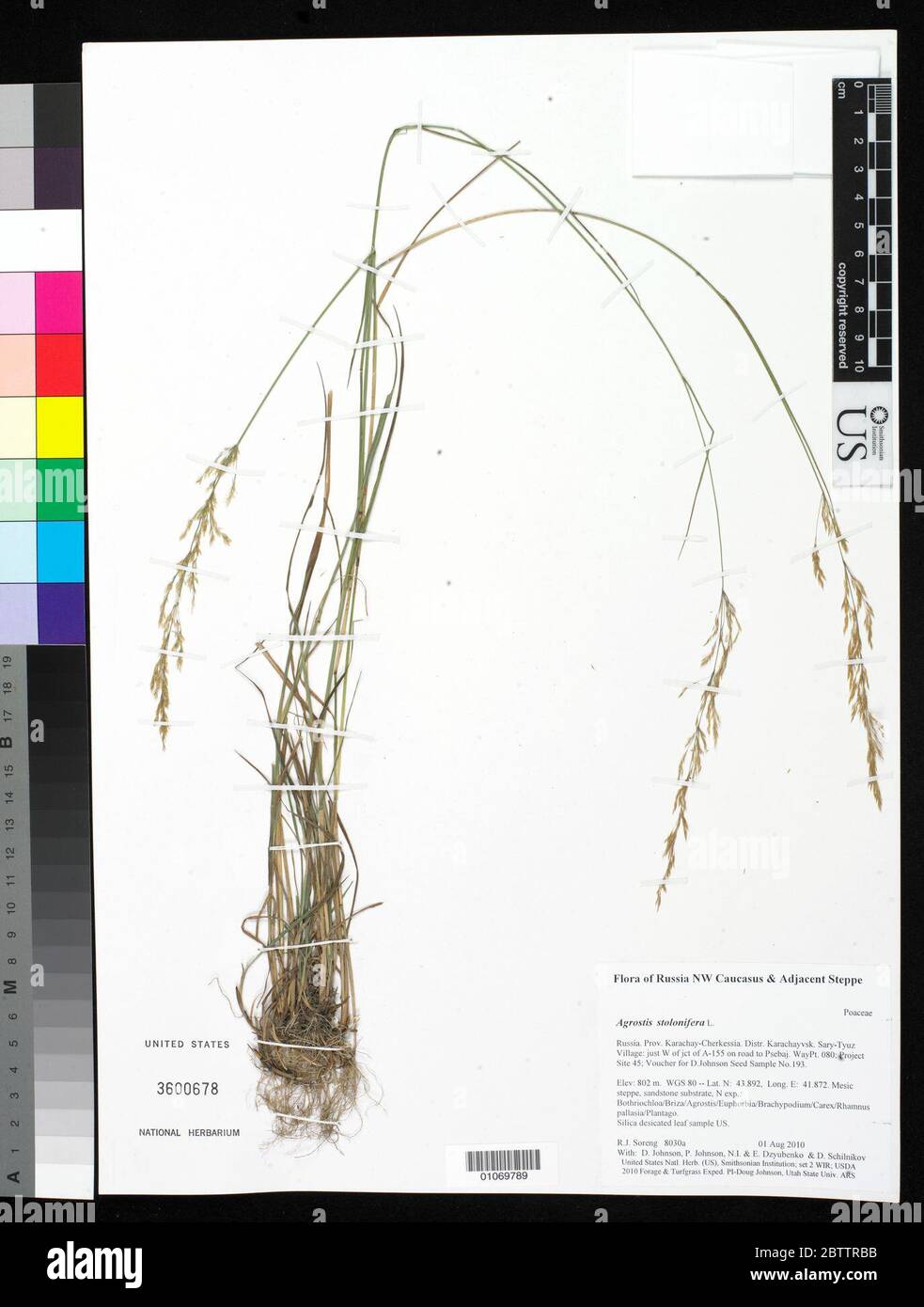Agrostis stolonifera L. Stock Photo
