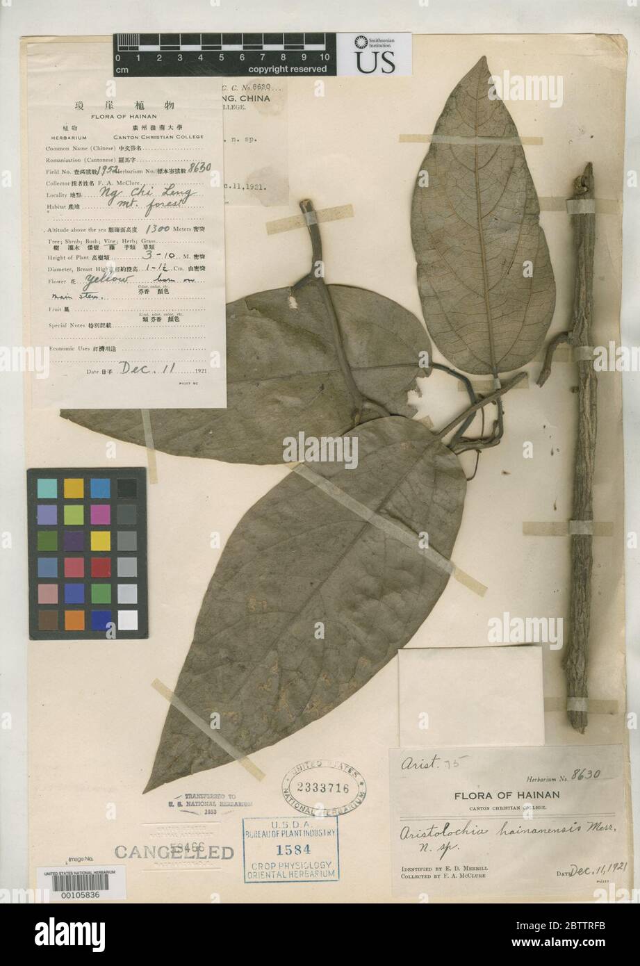 Aristolochia hainanensis Merr. Stock Photo