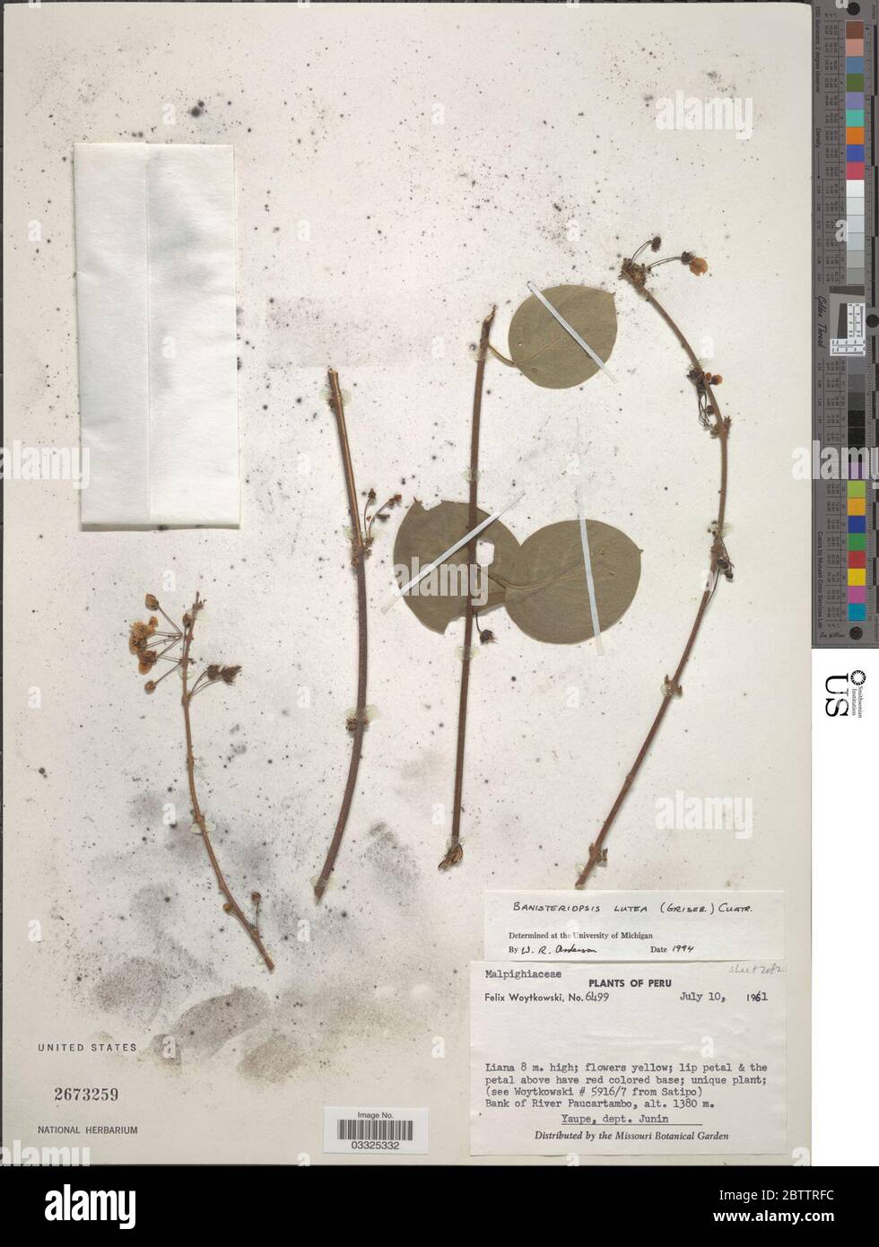 Banisteriopsis lutea Griseb Cuatrec. 12 Jul 20191 Stock Photo