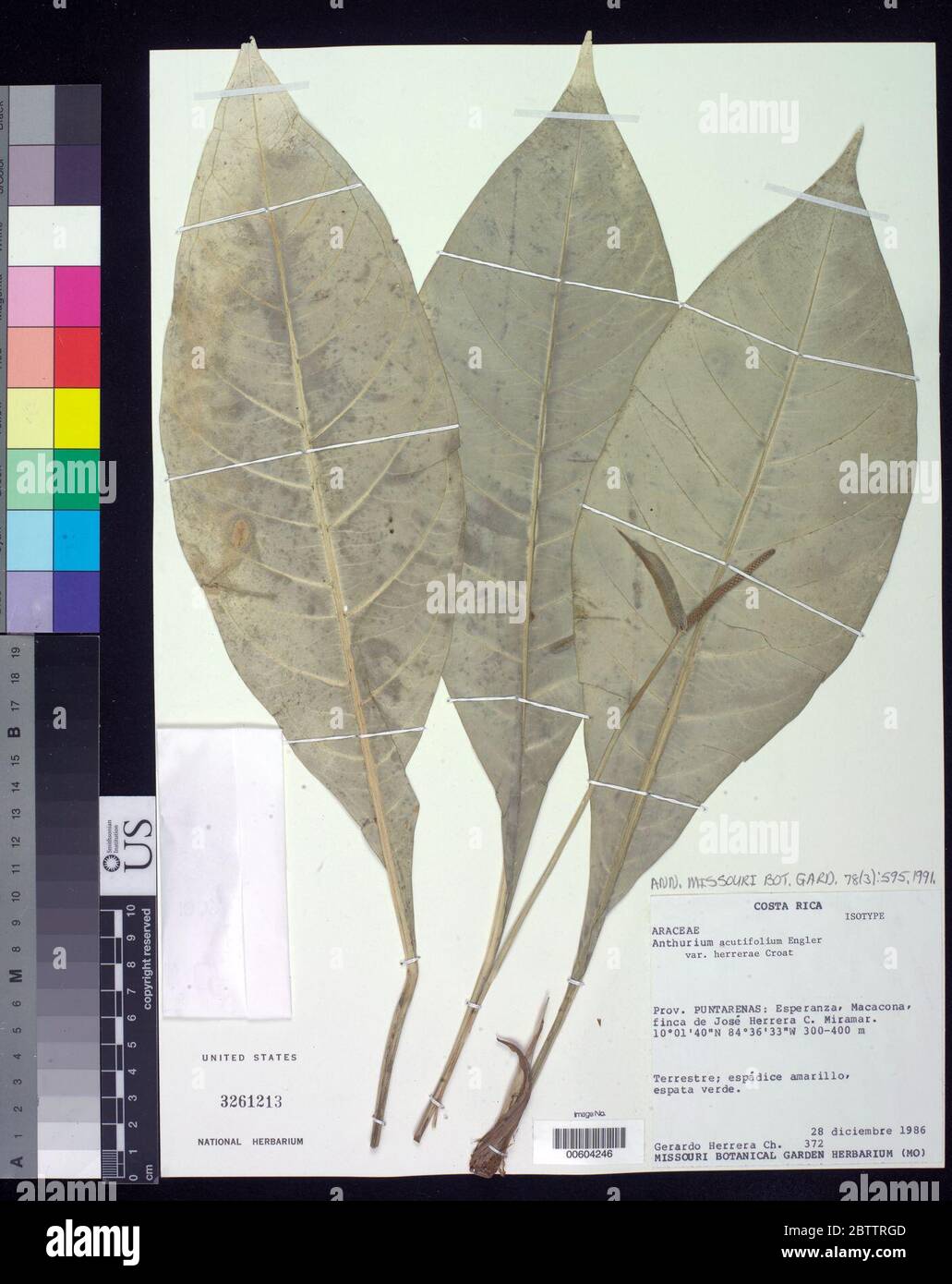 Anthurium acutifolium var herrerae Croat. Stock Photo