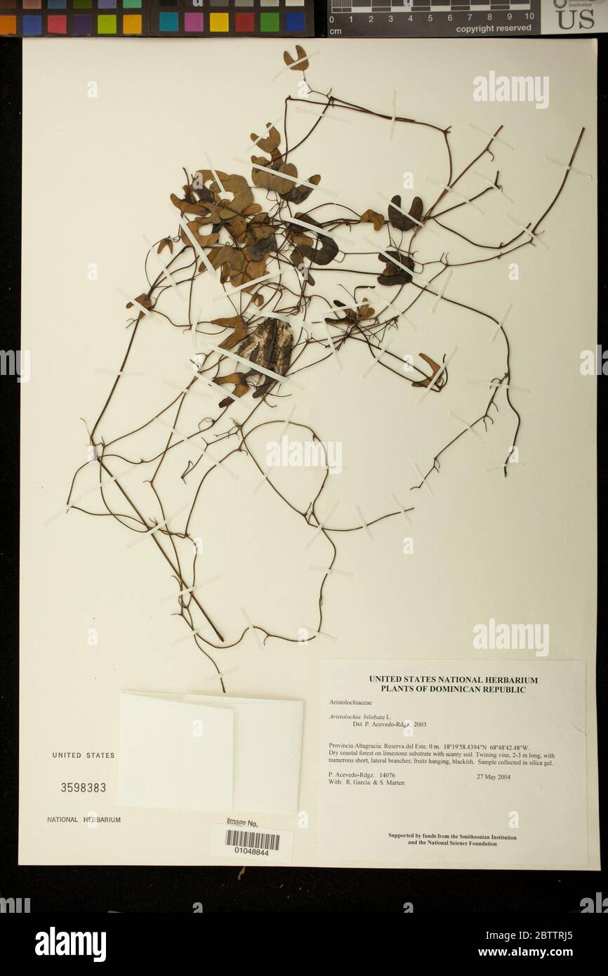 Aristolochia bilobata L. Stock Photo