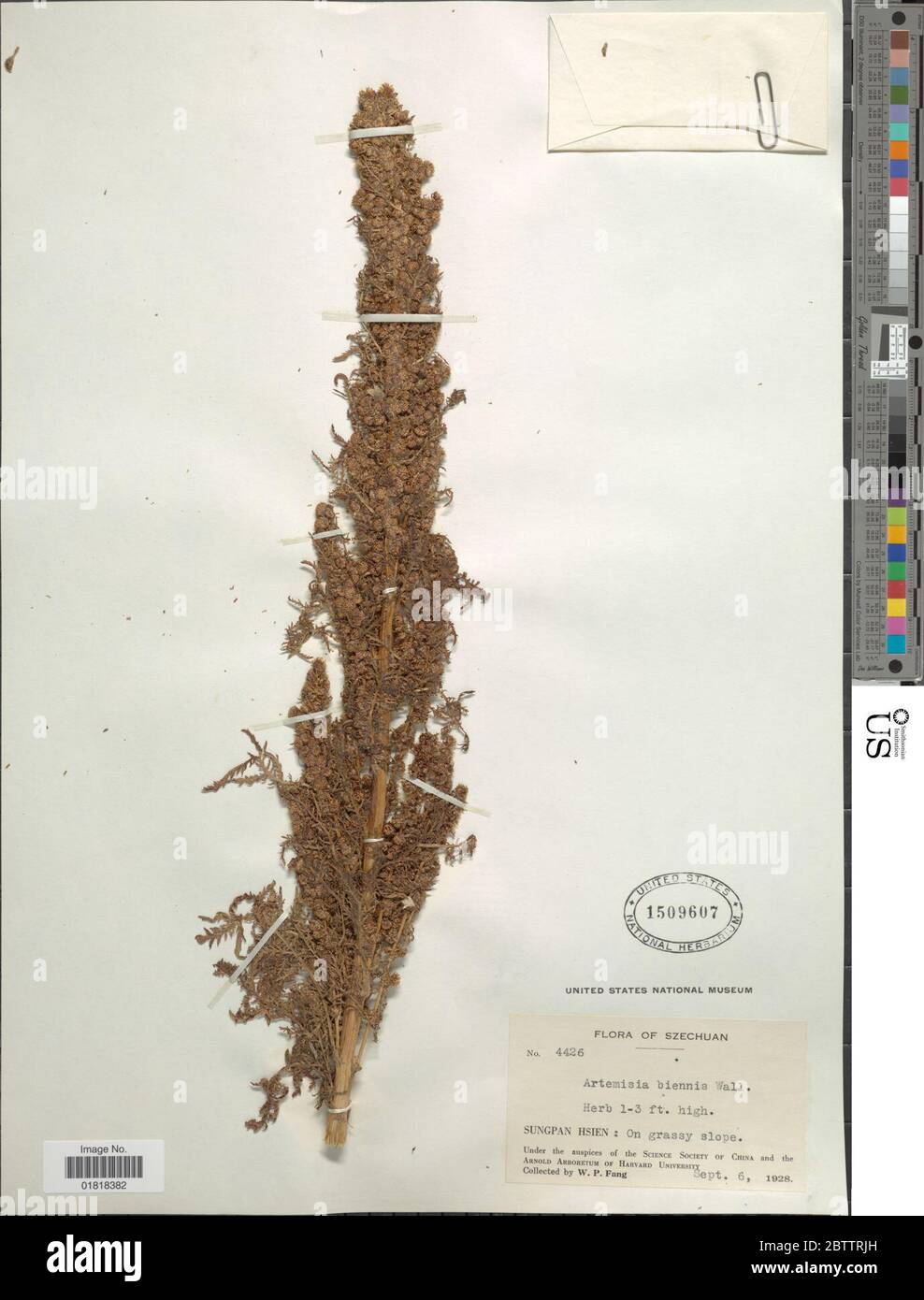 Artemisia biennis Willd. Stock Photo