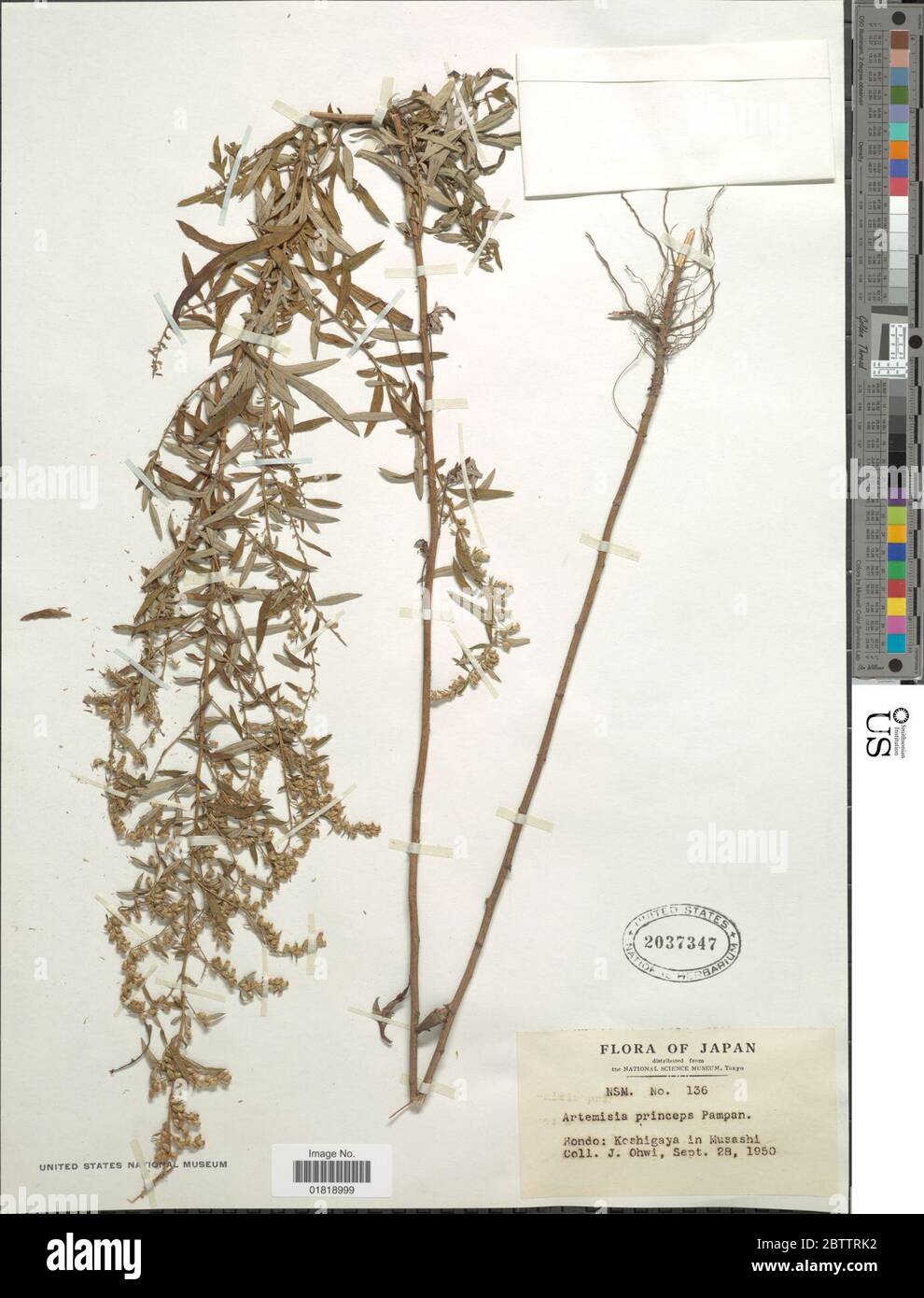 Artemisia princeps Pamp. Stock Photo