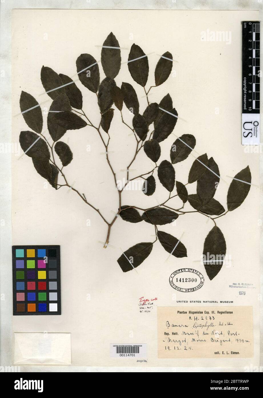 Banara leptophylla Urb Ekman. Stock Photo