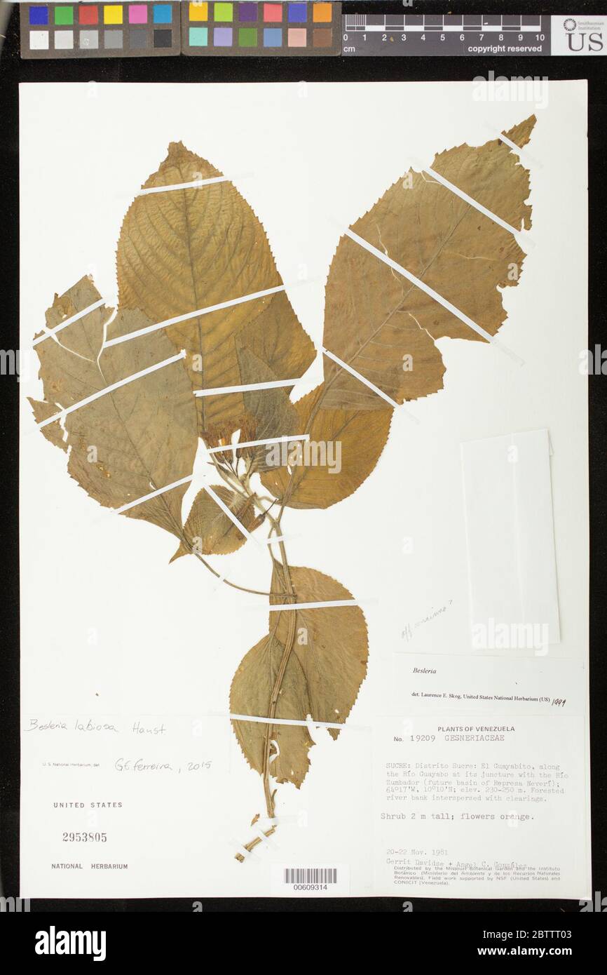 Besleria labiosa Hanst. Stock Photo