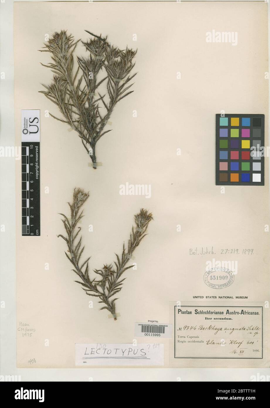 Berkheya angusta Schltr. Stock Photo