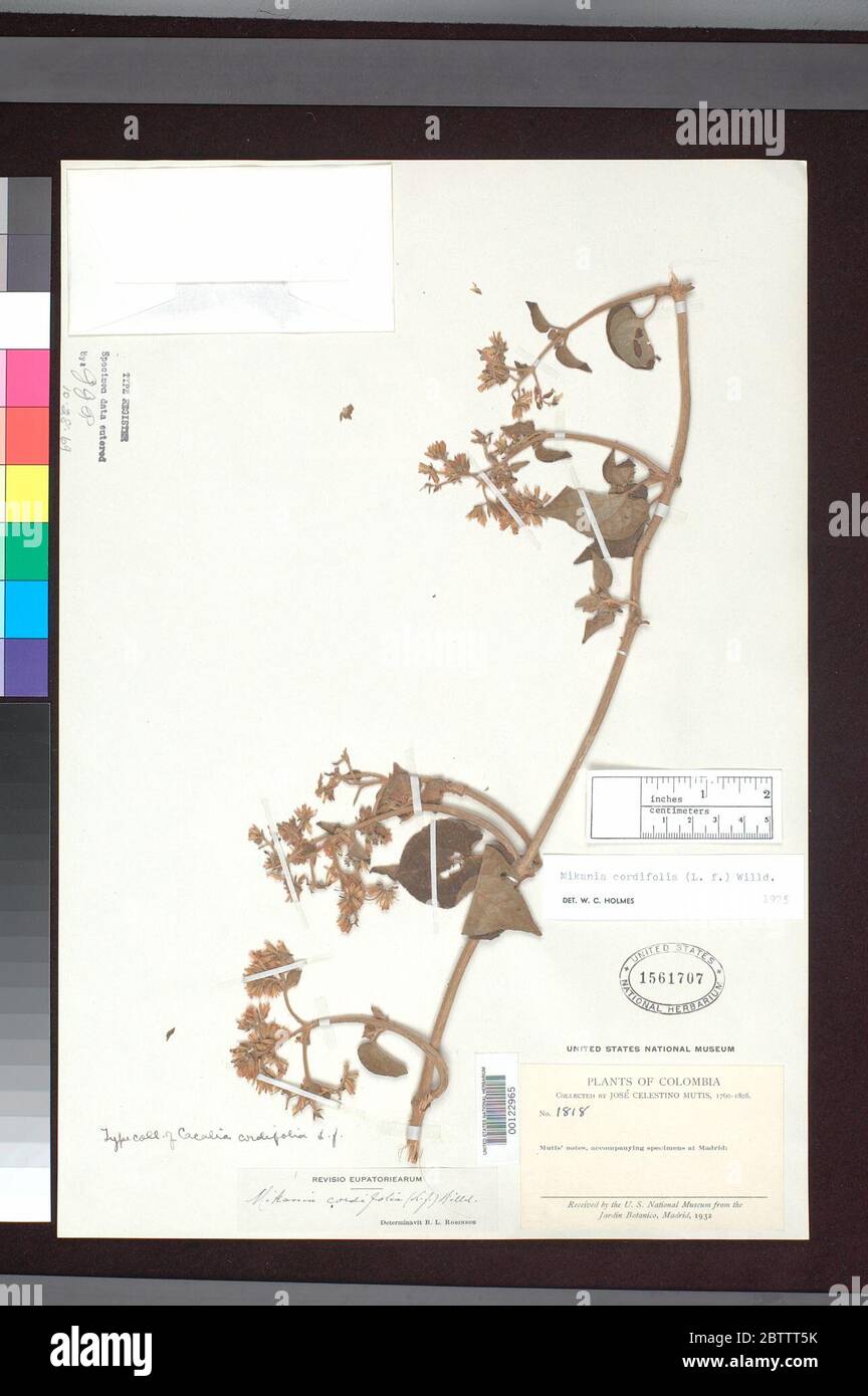Cacalia cordifolia L f. Stock Photo