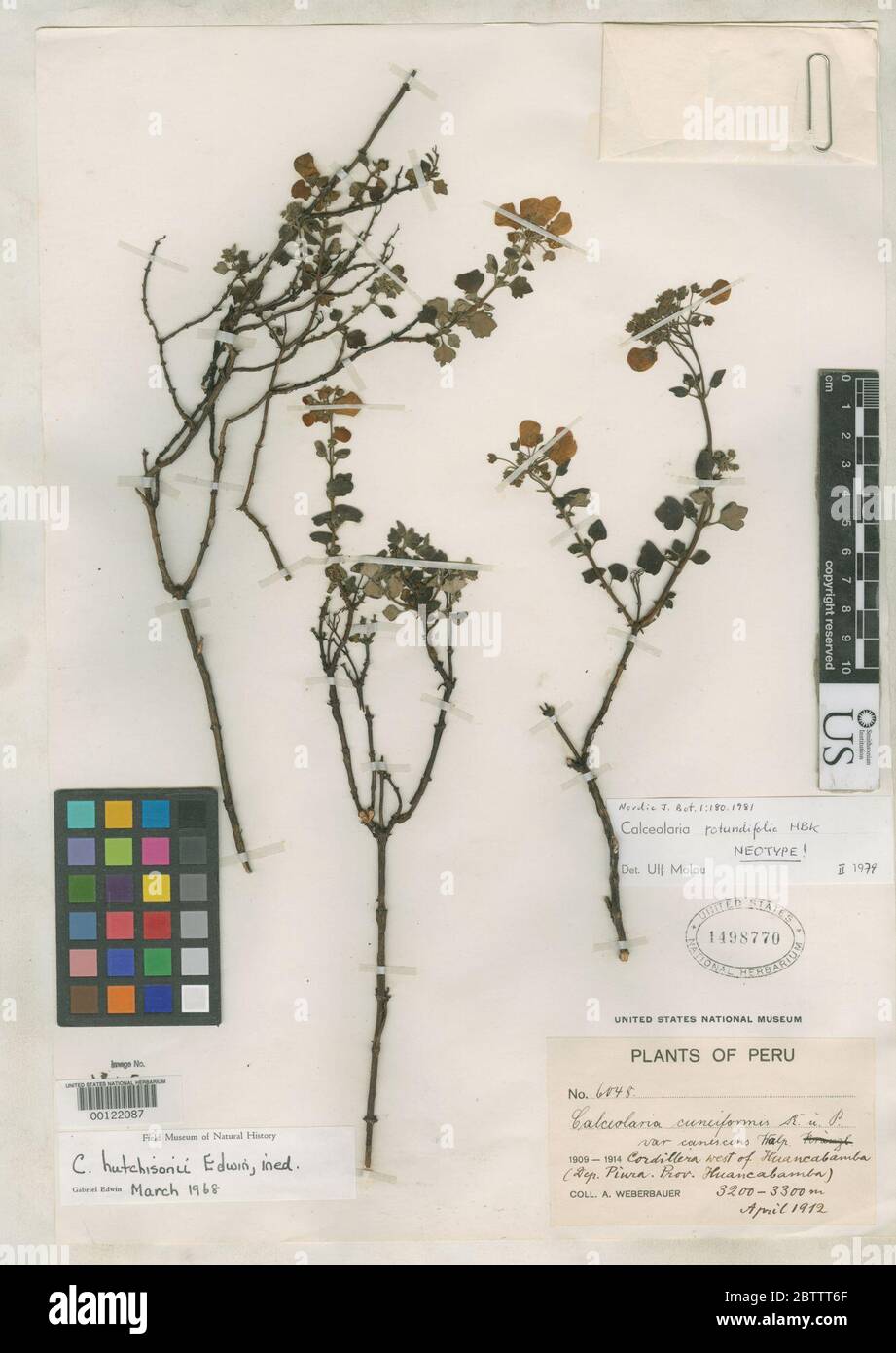Calceolaria rotundifolia Kunth. Stock Photo