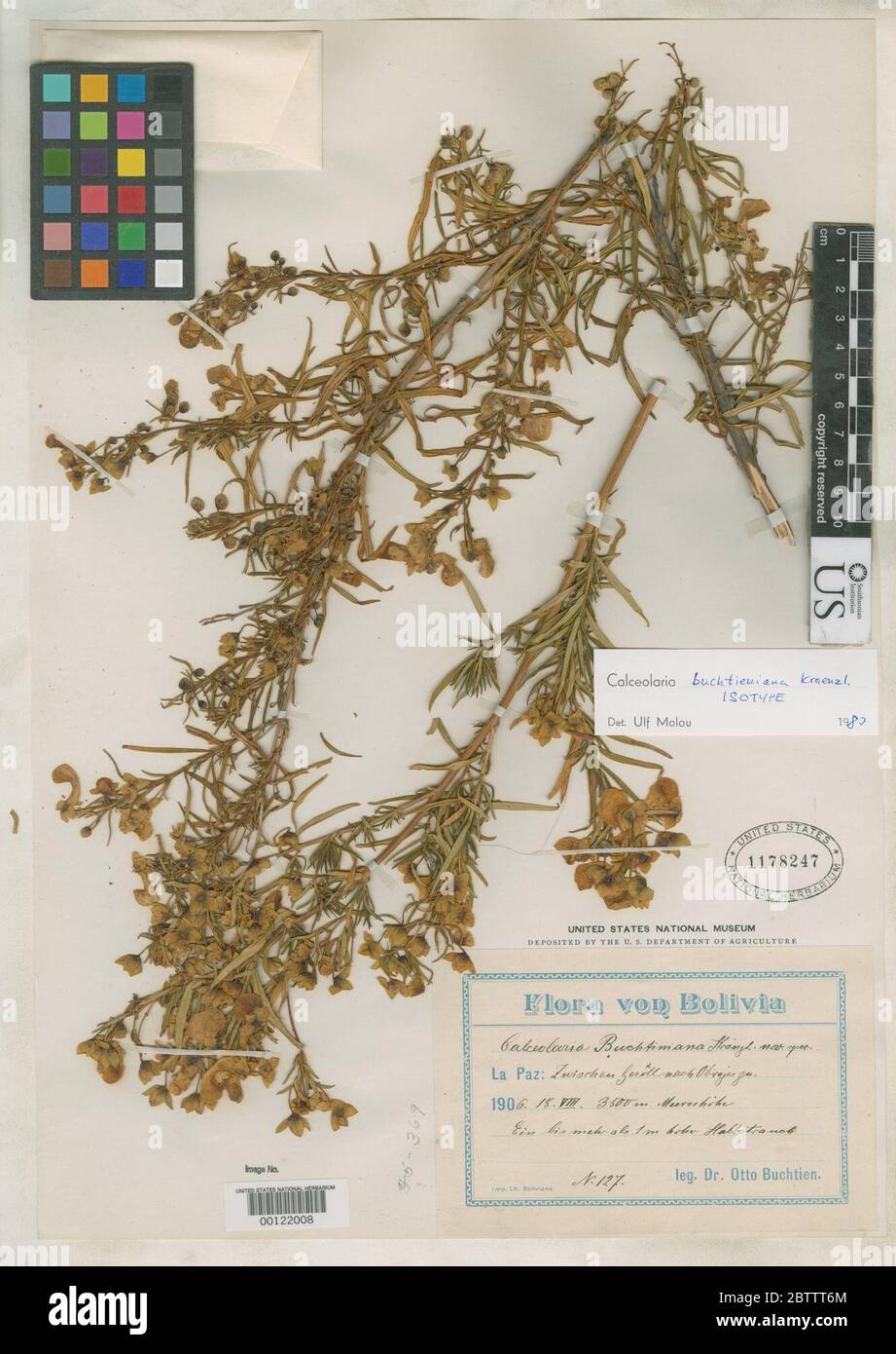 Calceolaria buchtieniana Kraenzl. Stock Photo