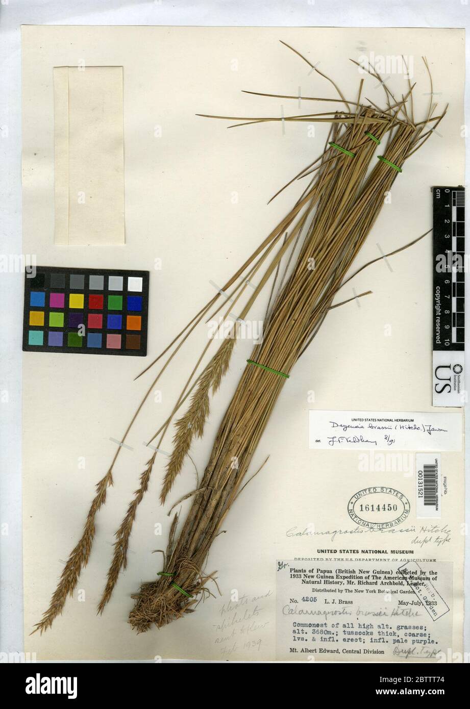 Calamagrostis brassii Hitchc. Stock Photo
