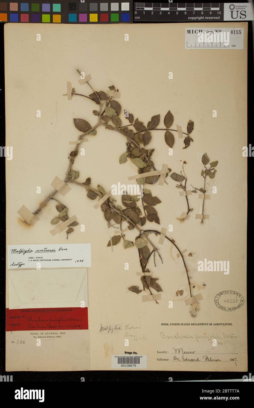 Bunchosia parvifolia S Watson. Stock Photo