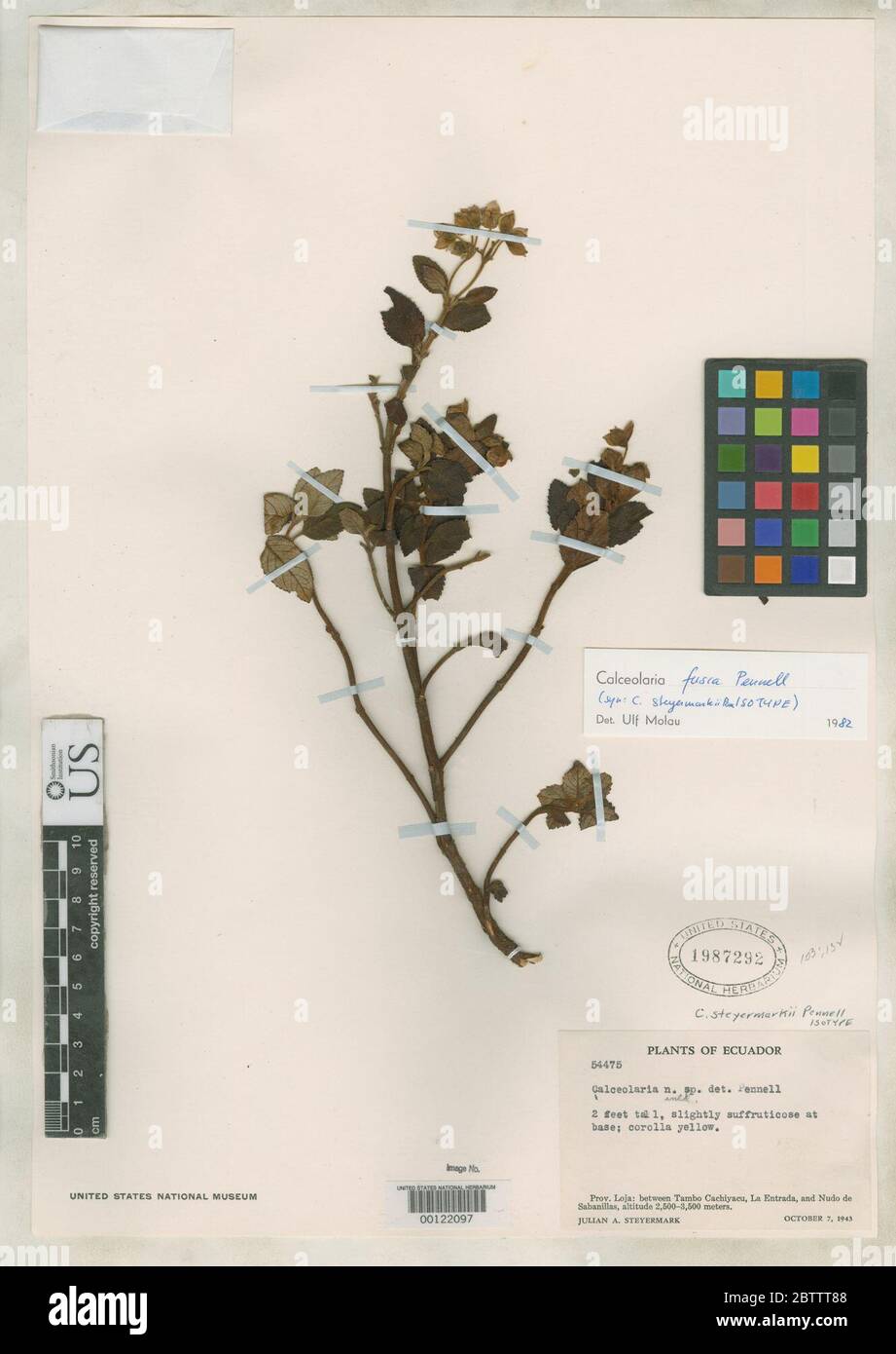 Calceolaria steyermarkii Pennell. Stock Photo