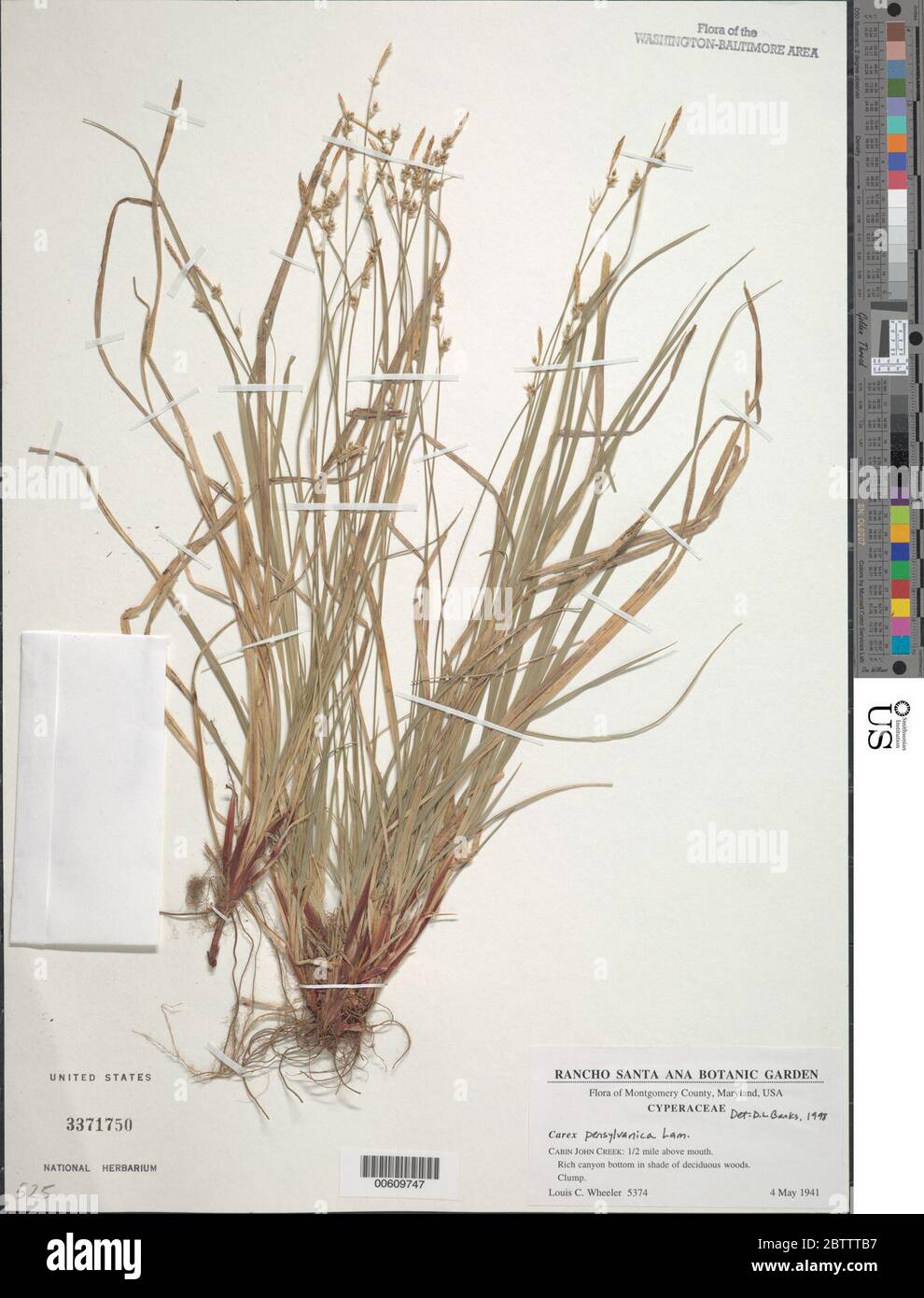 Carex pensylvanica Lam. Stock Photo