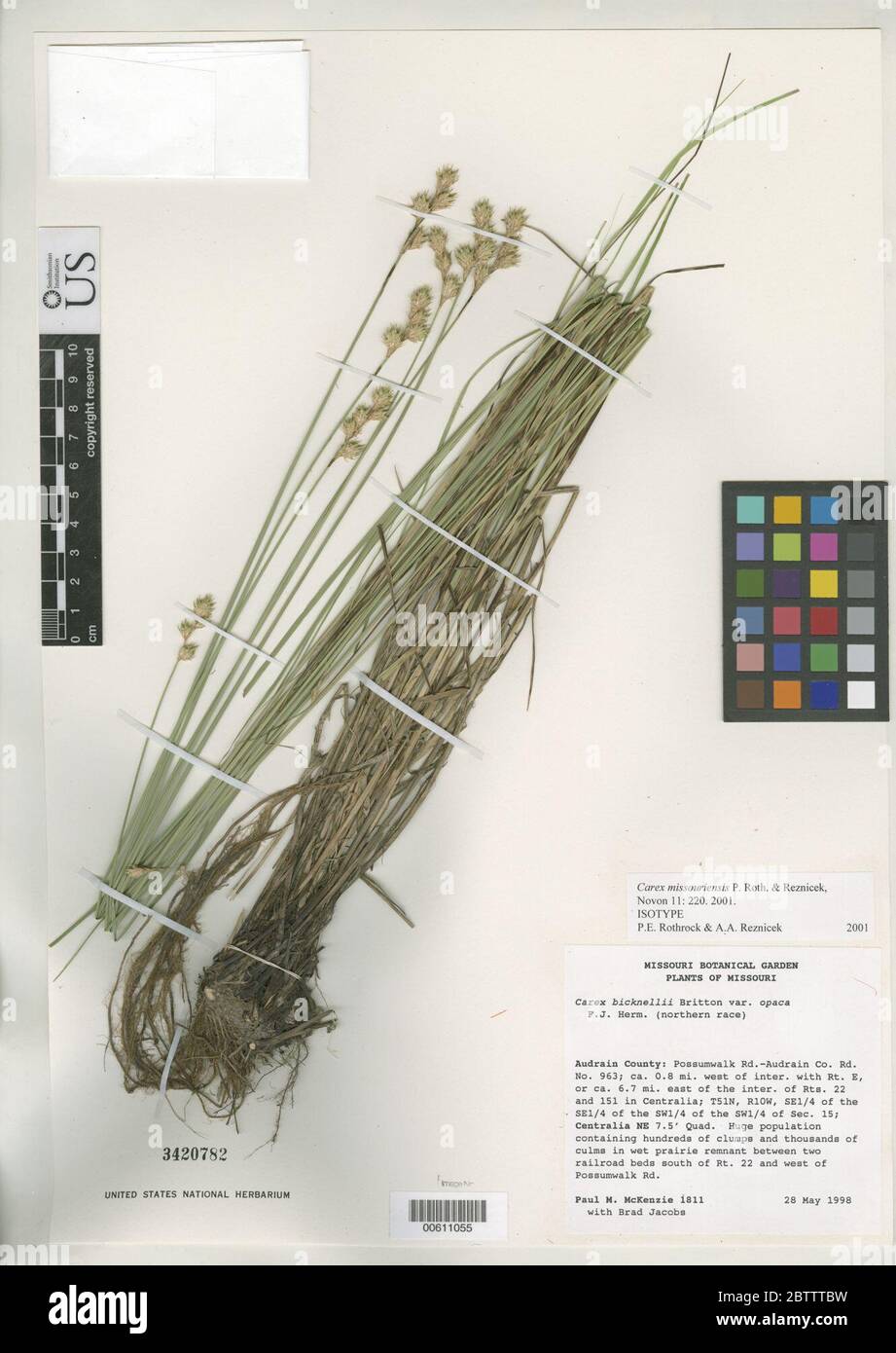 Carex missouriensis P Rothr Reznicek. Stock Photo