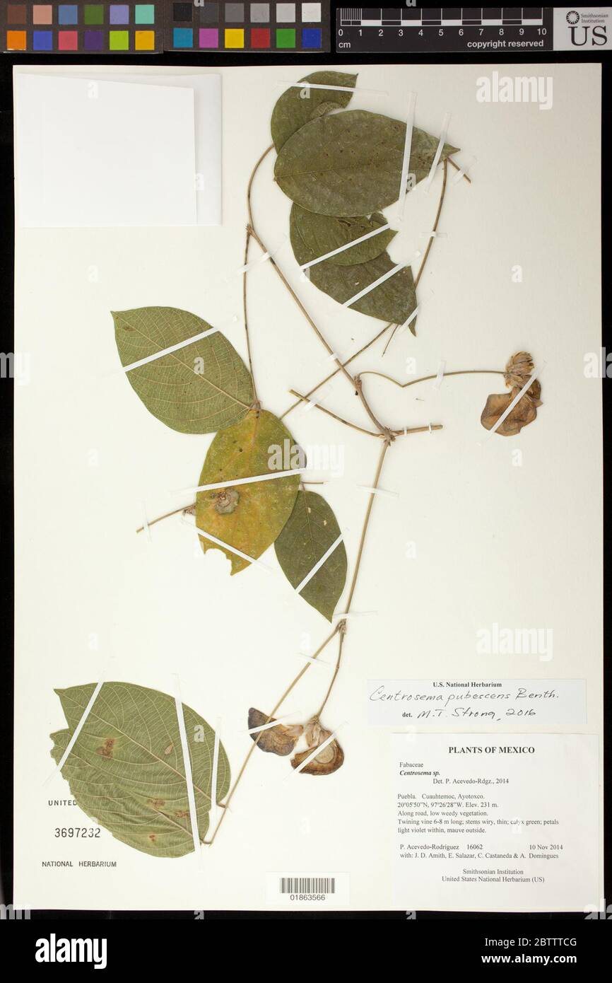 Centrosema pubescens Benth. Stock Photo