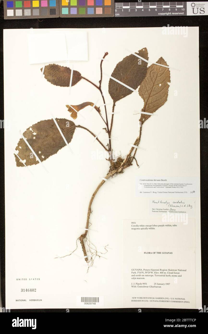 Centrosolenia hirsuta Benth. Stock Photo