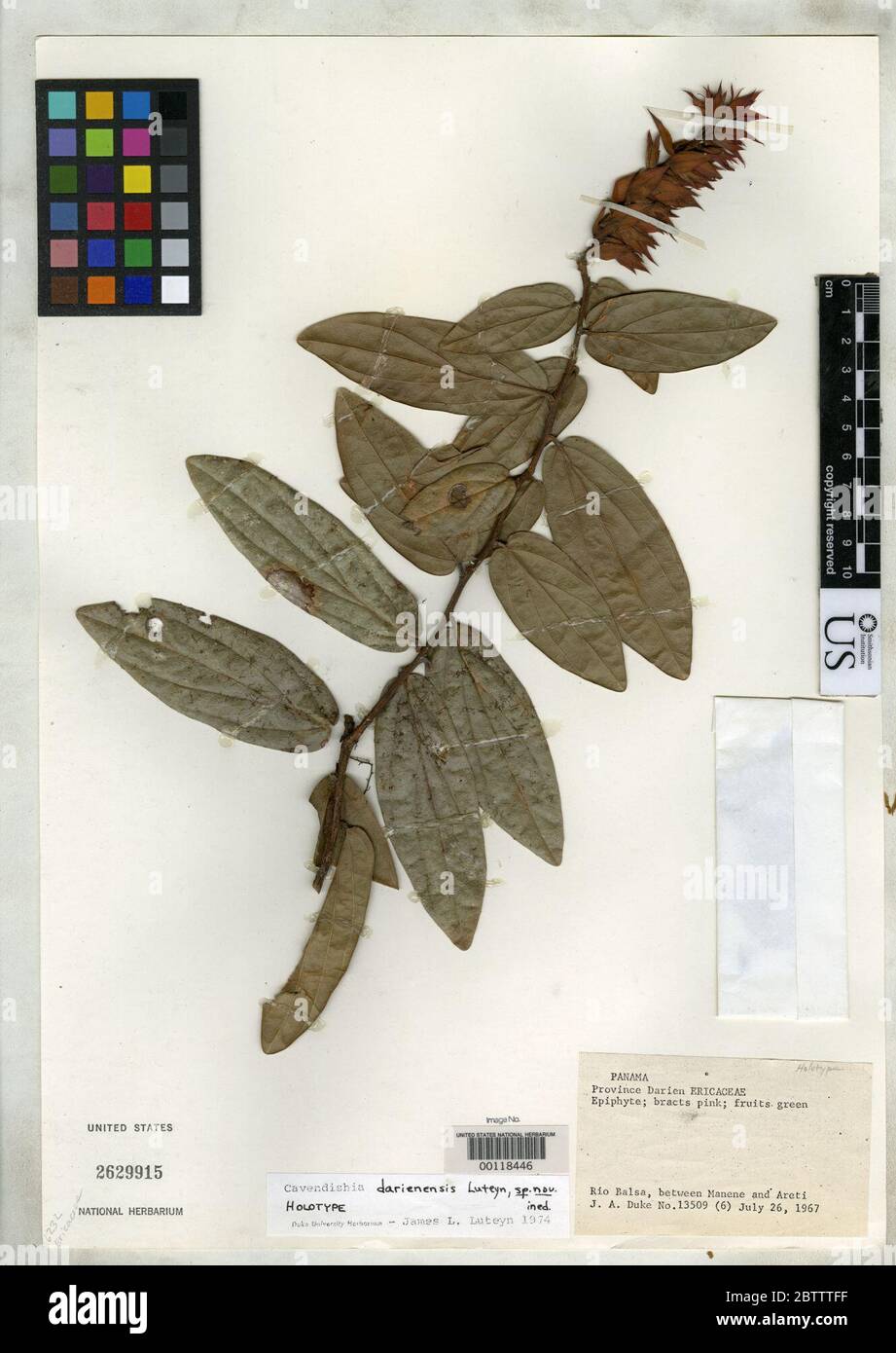 Cavendishia darienensis Luteyn. Stock Photo