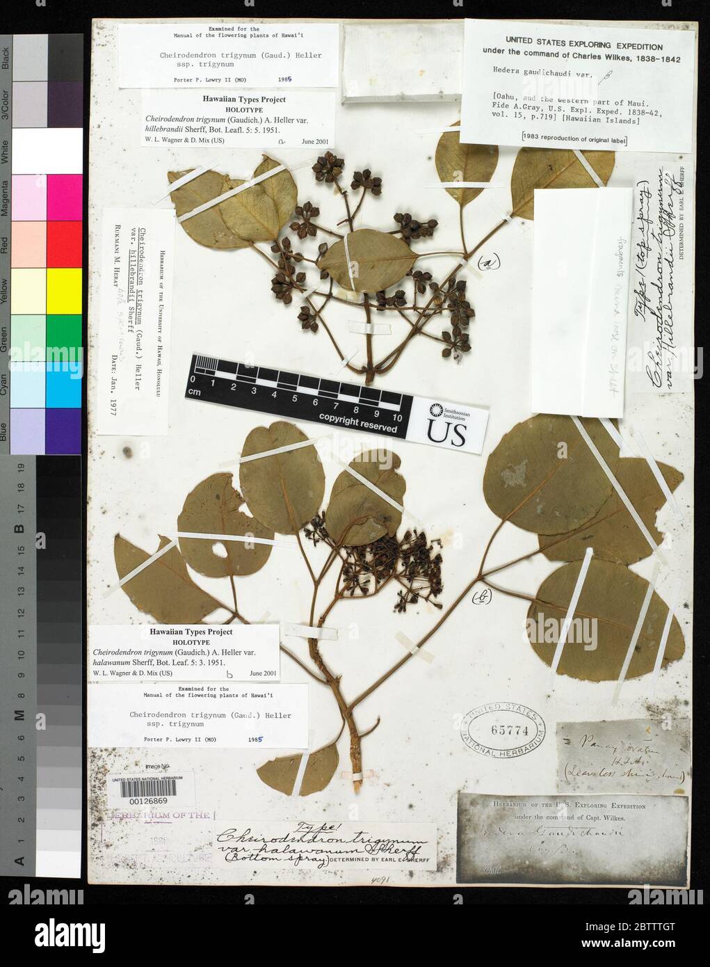 Cheirodendron trigynum var hillebrandii Sherff. Stock Photo