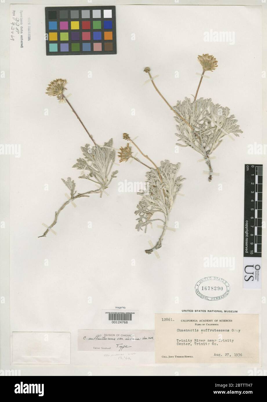 Chaenactis suffrutescens var incana Stockw. Stock Photo