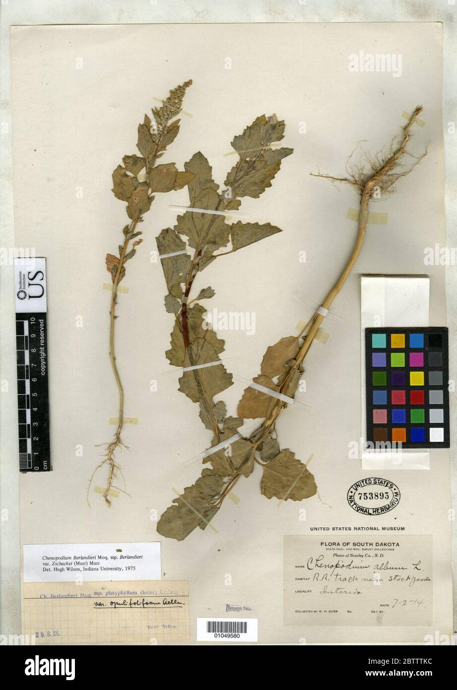 Chenopodium berlandieri var opulifoliforme Aellen. Stock Photo