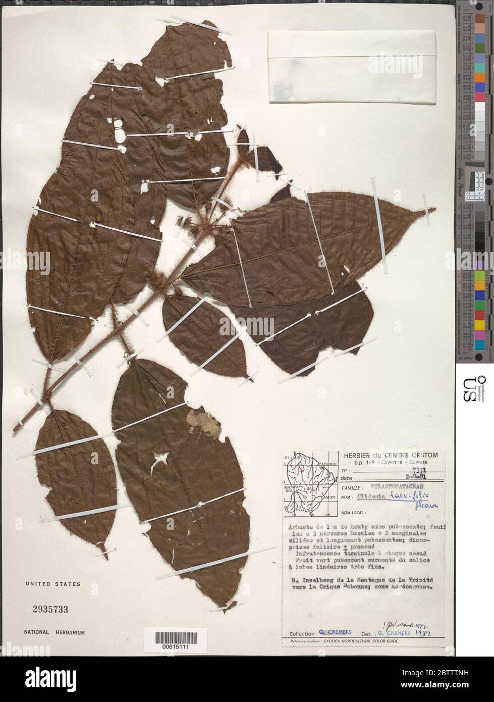Clidemia laevifolia Gleason. Stock Photo