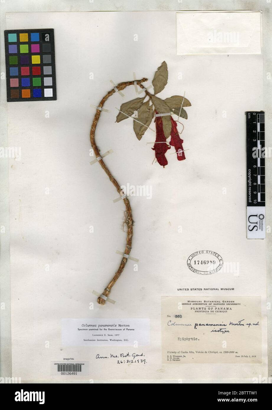 Columnea panamensis CV Morton in Woodson Seibert. Stock Photo