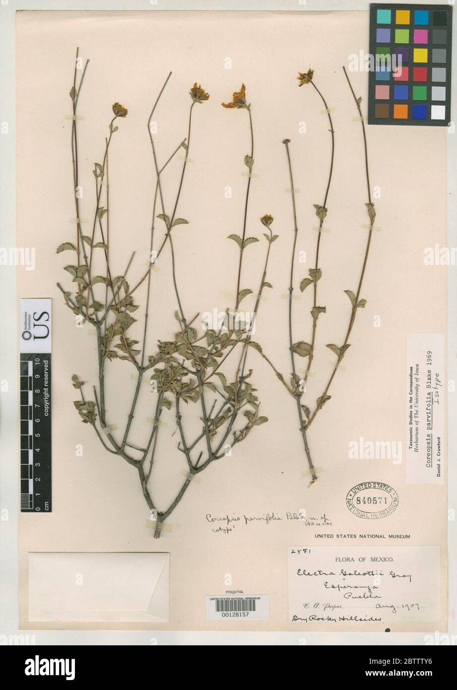 Coreopsis parvifolia SF Blake. Stock Photo
