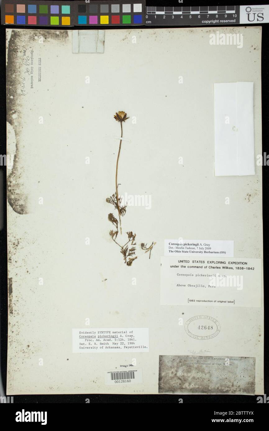 Coreopsis pickeringii A Gray. Stock Photo