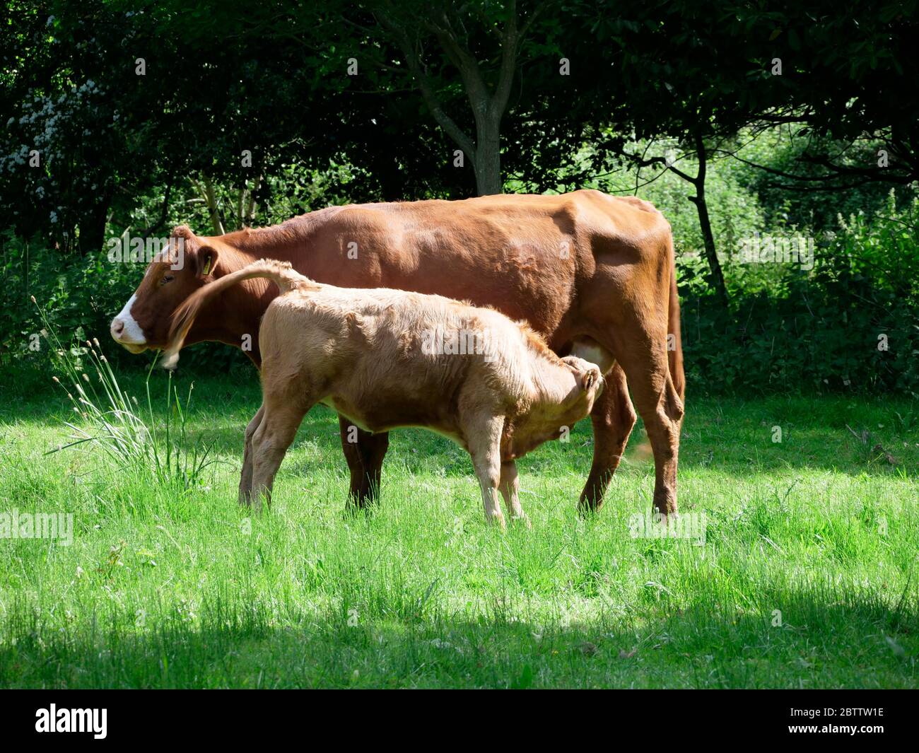 Calf suckling hereford female mother cow, Acle, Norfolk, England, United Kingdom Stock Photo