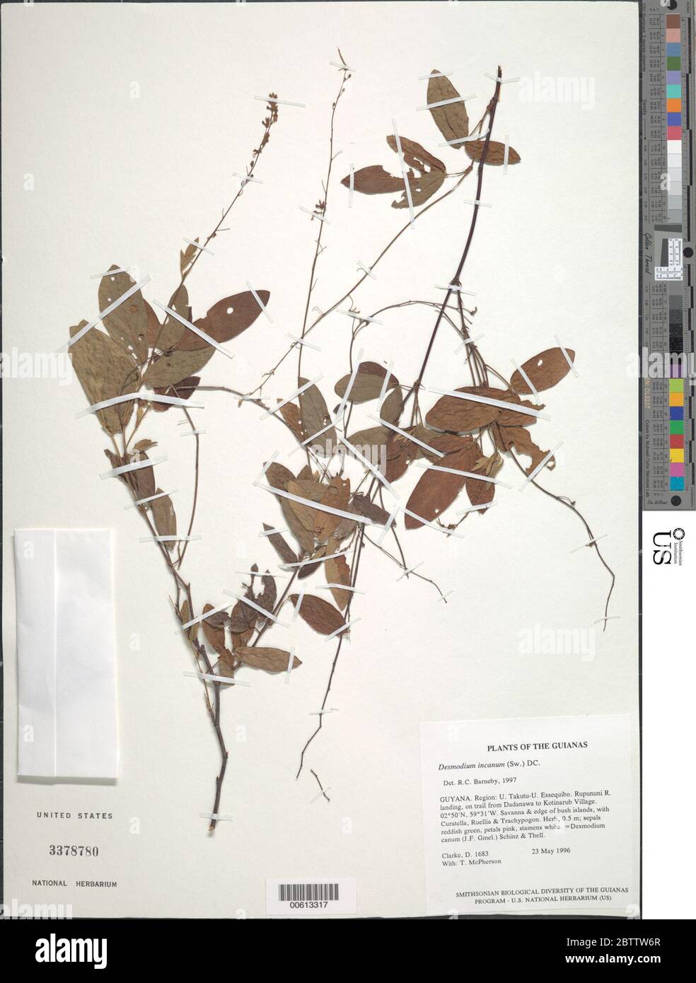 Desmodium incanum Sw DC. Stock Photo