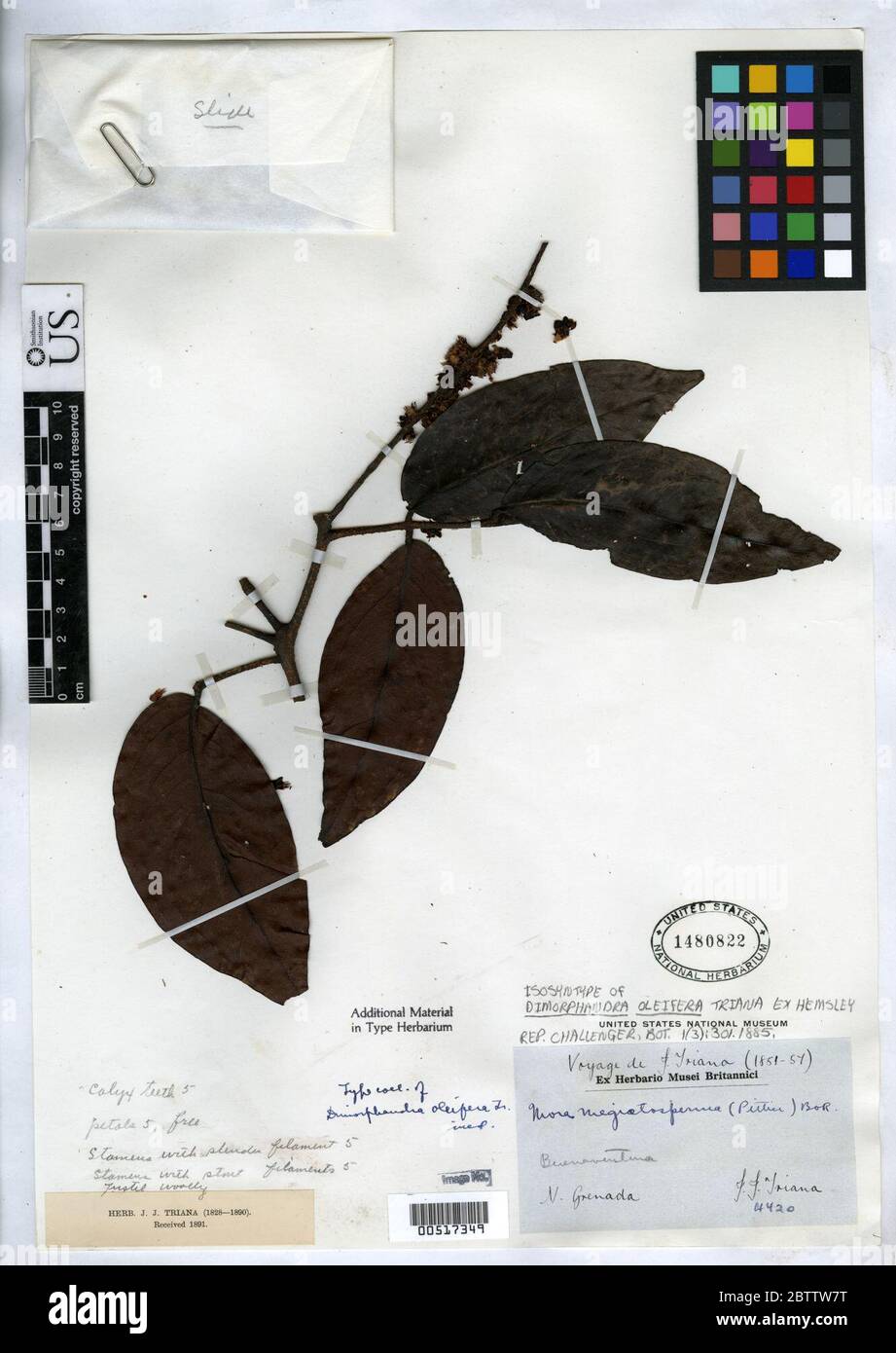 Dimorphandra oleifera Triana ex Hemsl. Stock Photo