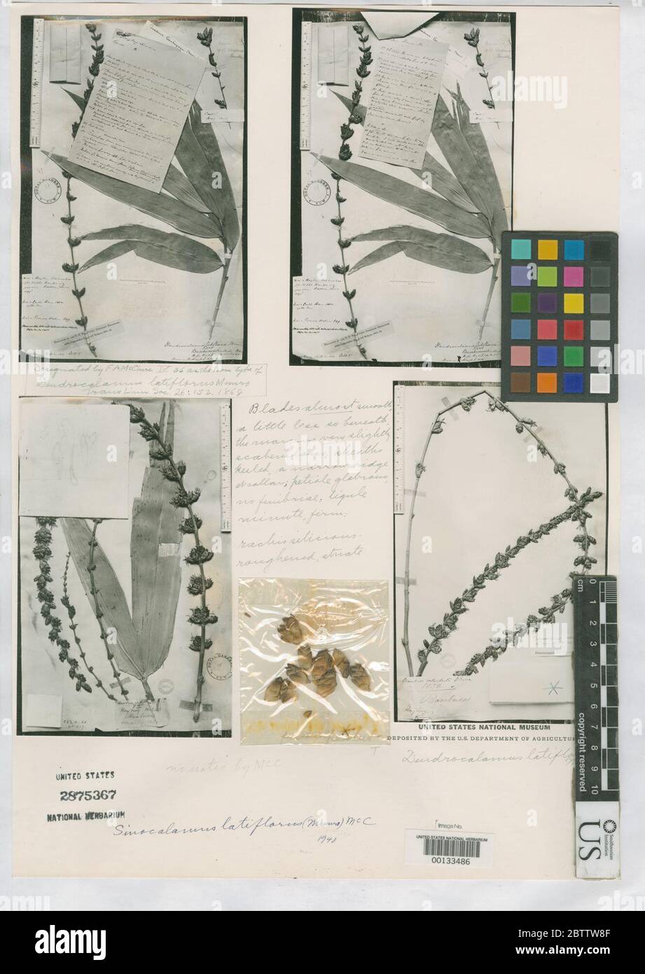 Dendrocalamus latiflorus Munro. Stock Photo
