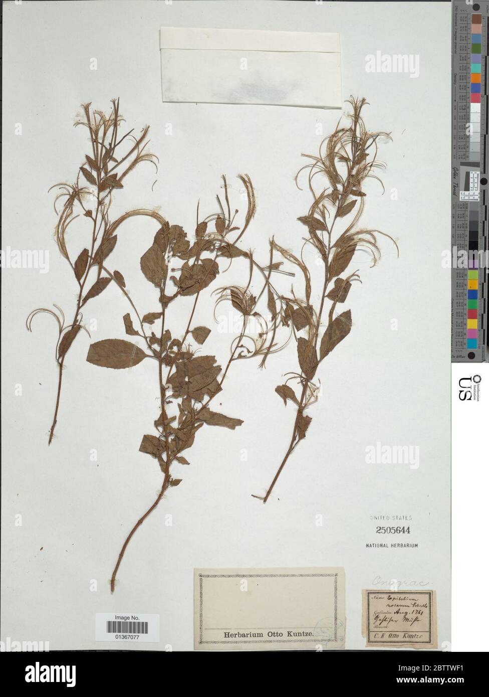 Epilobium roseum Schreb. Stock Photo