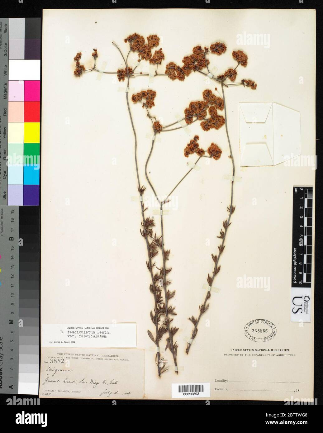 Eriogonum fasciculatum Benth var fasciculatum. Stock Photo