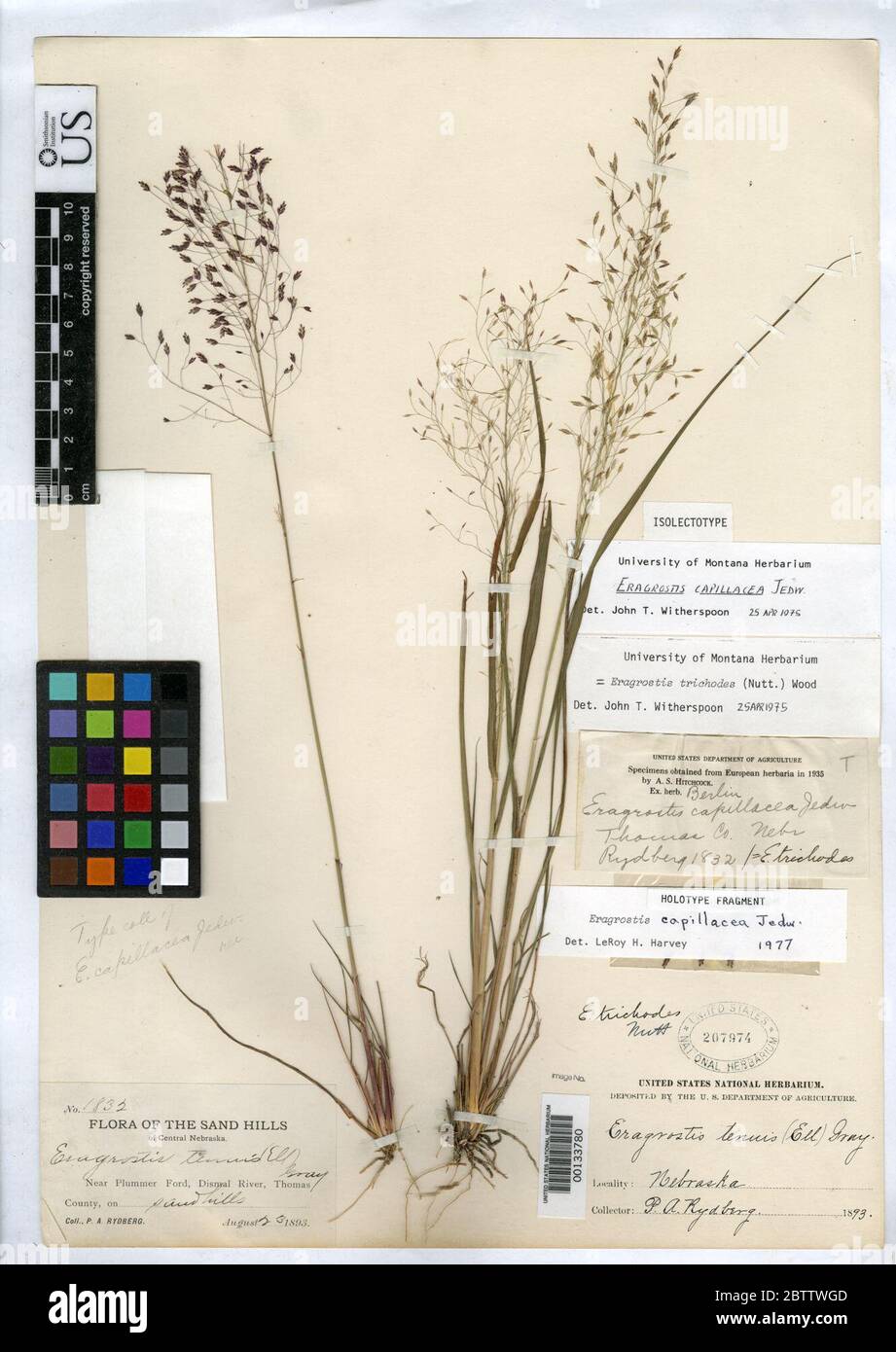 Eragrostis capillacea Jedwabn. Stock Photo