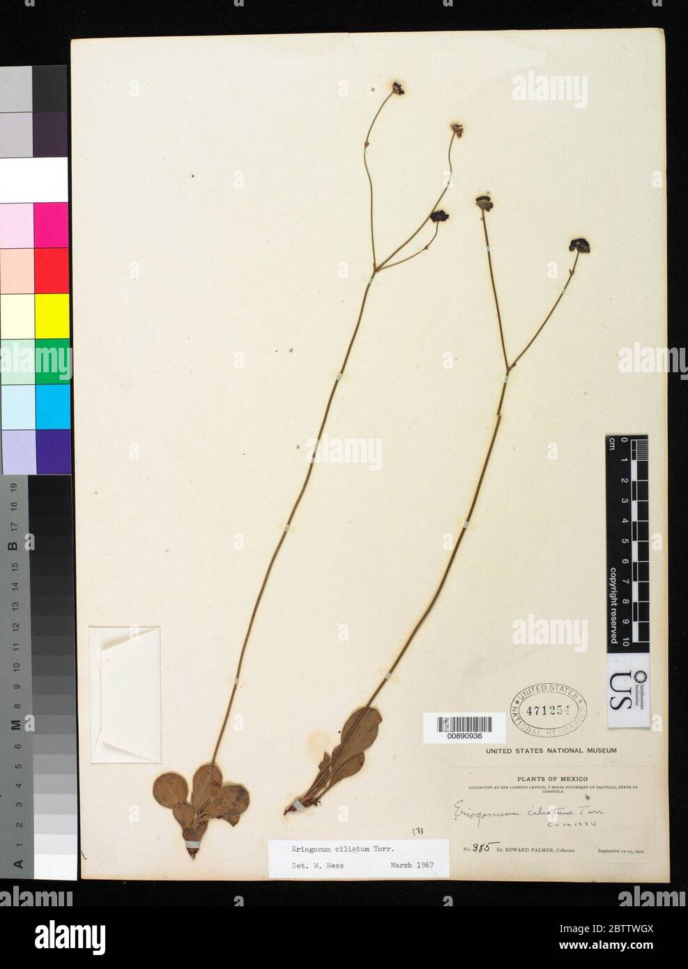 Eriogonum ciliatum Torr ex Benth. Stock Photo