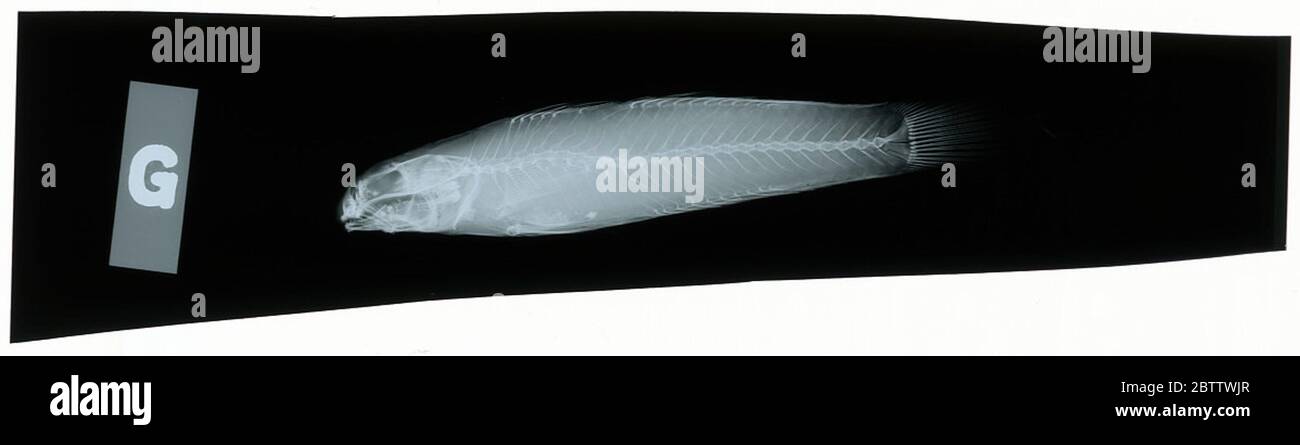 Bikinigobius welanderi Herre. Radiograph is of a holotype; The Smithsonian NMNH Division of Fishes uses the convention of maintaining the original species name for type specimens designated at the time of description. Stock Photo