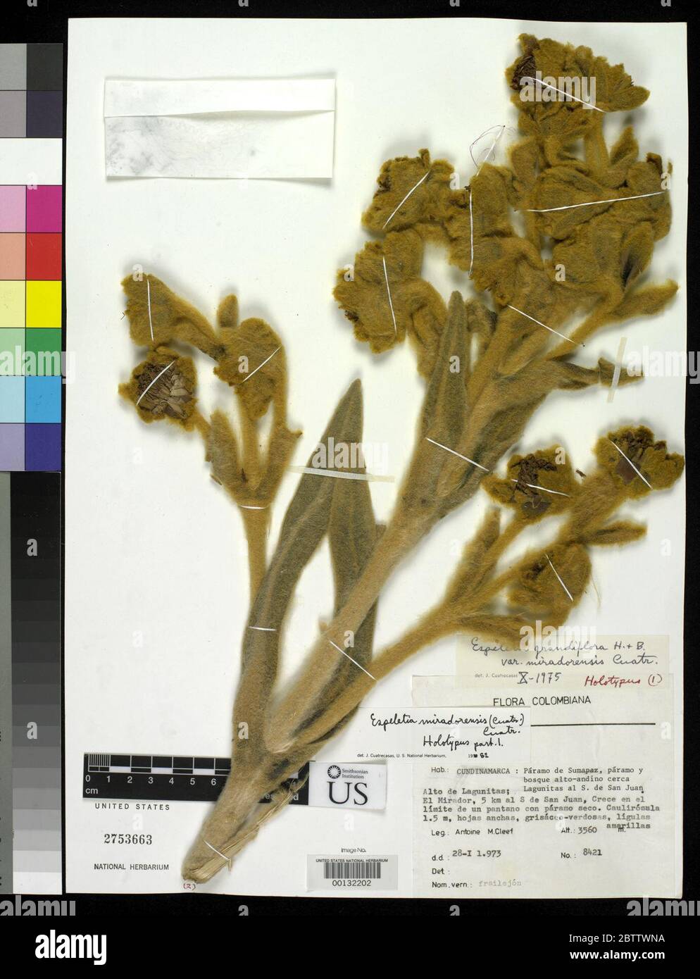Espeletia grandiflora var miradorensis Cuatrec. Stock Photo
