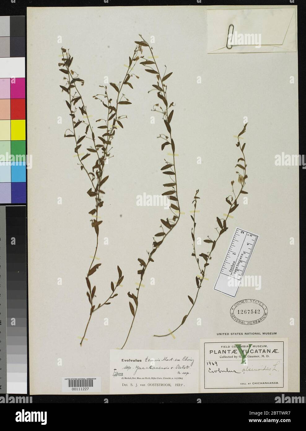 Evolvulus tenuis subsp yucatanensis Ooststr. Stock Photo