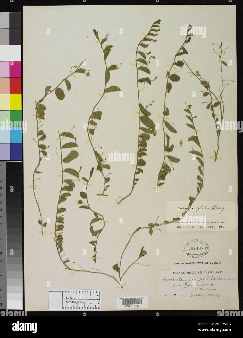 Evolvulus campestris Brandegee. Stock Photo