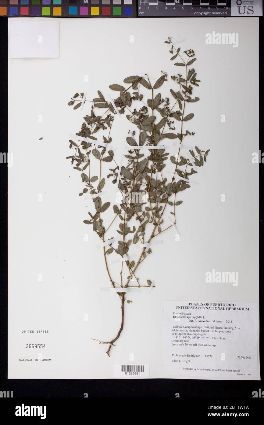 Euphorbia hyssopifolia L. Stock Photo