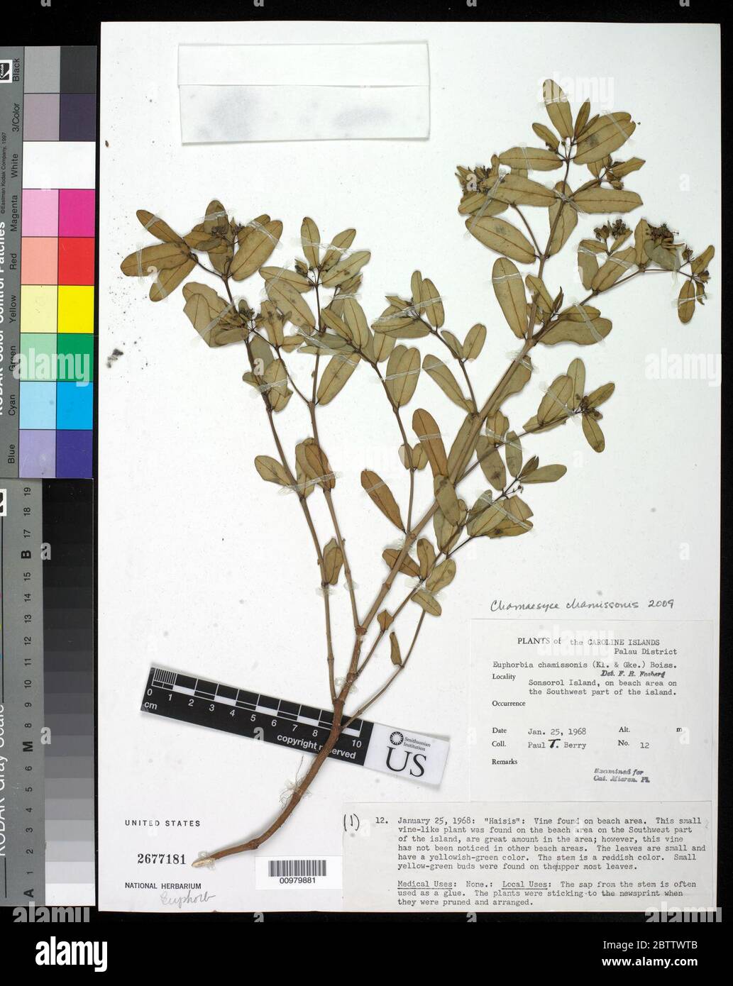 Euphorbia chamissonis Klotzsch ex Klotzsch Garcke Boiss. Stock Photo