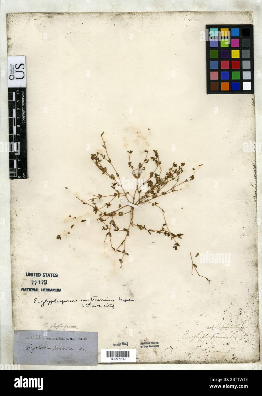 Euphorbia glyptosperma var tenerrima Engelm in Emory. Stock Photo