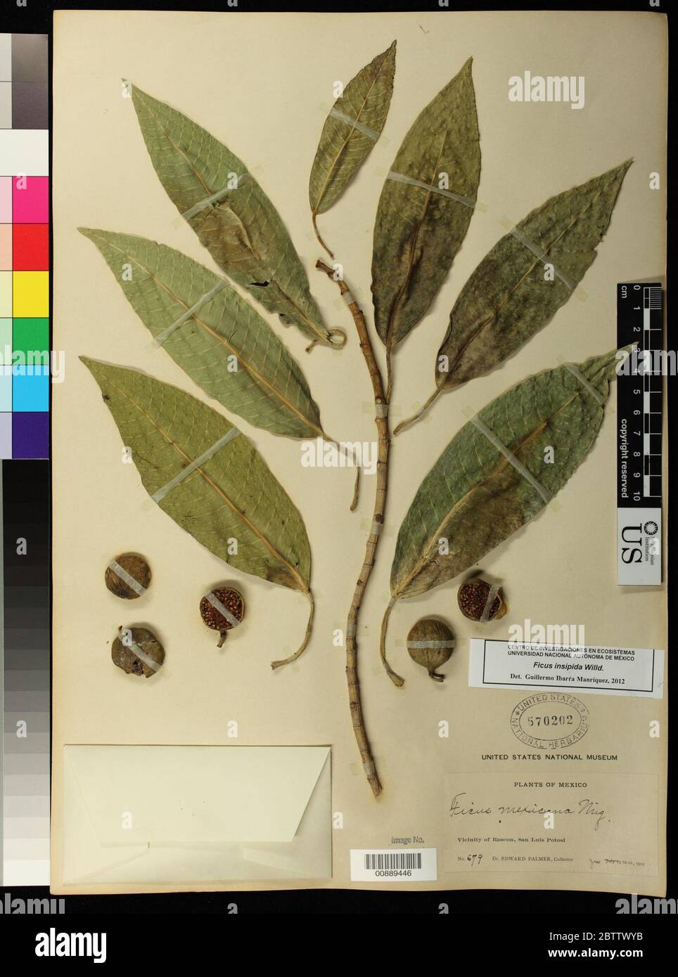 Ficus insipida Willd. Stock Photo