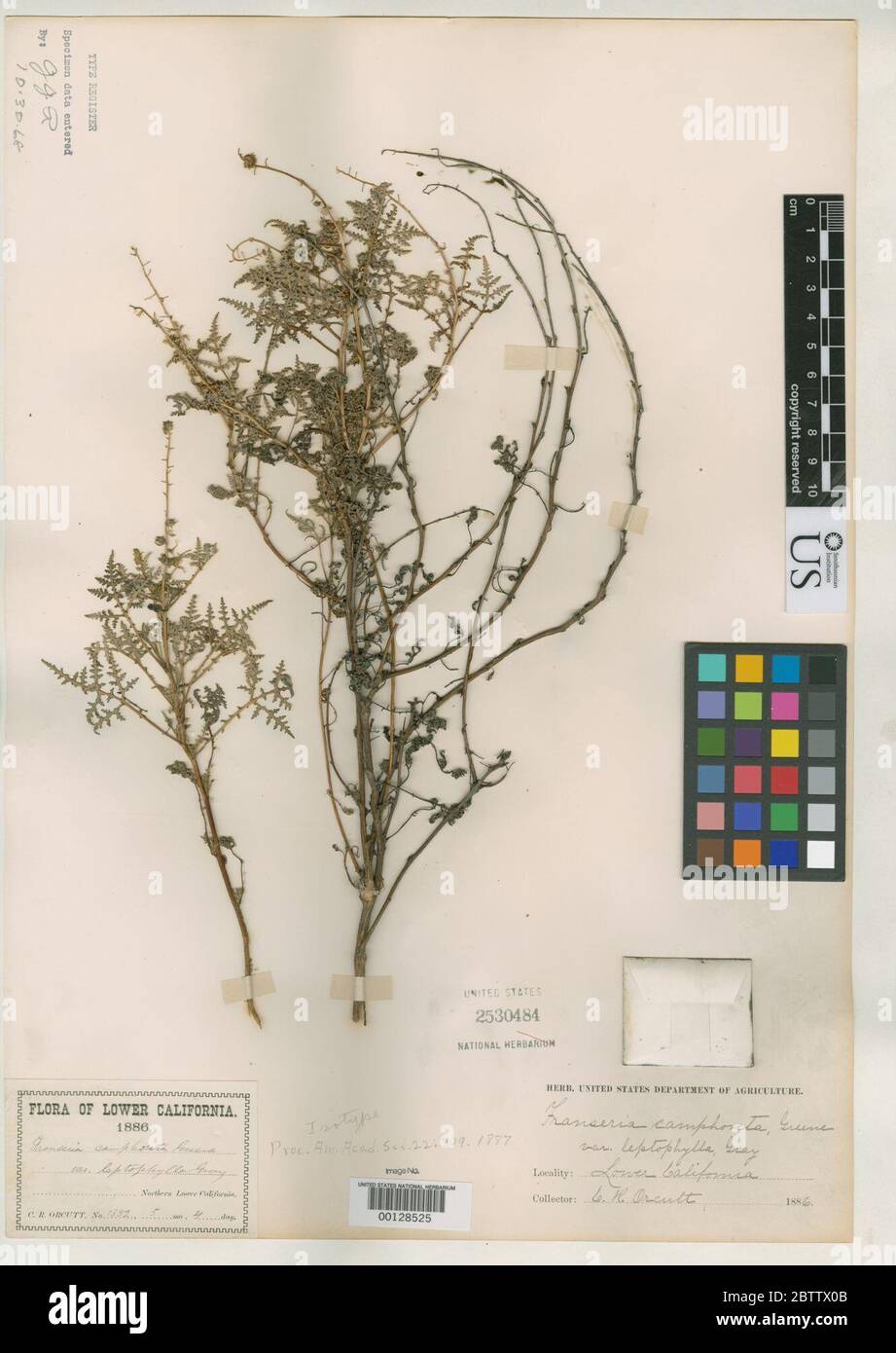 Franseria camphorata var leptophylla A Gray. Stock Photo