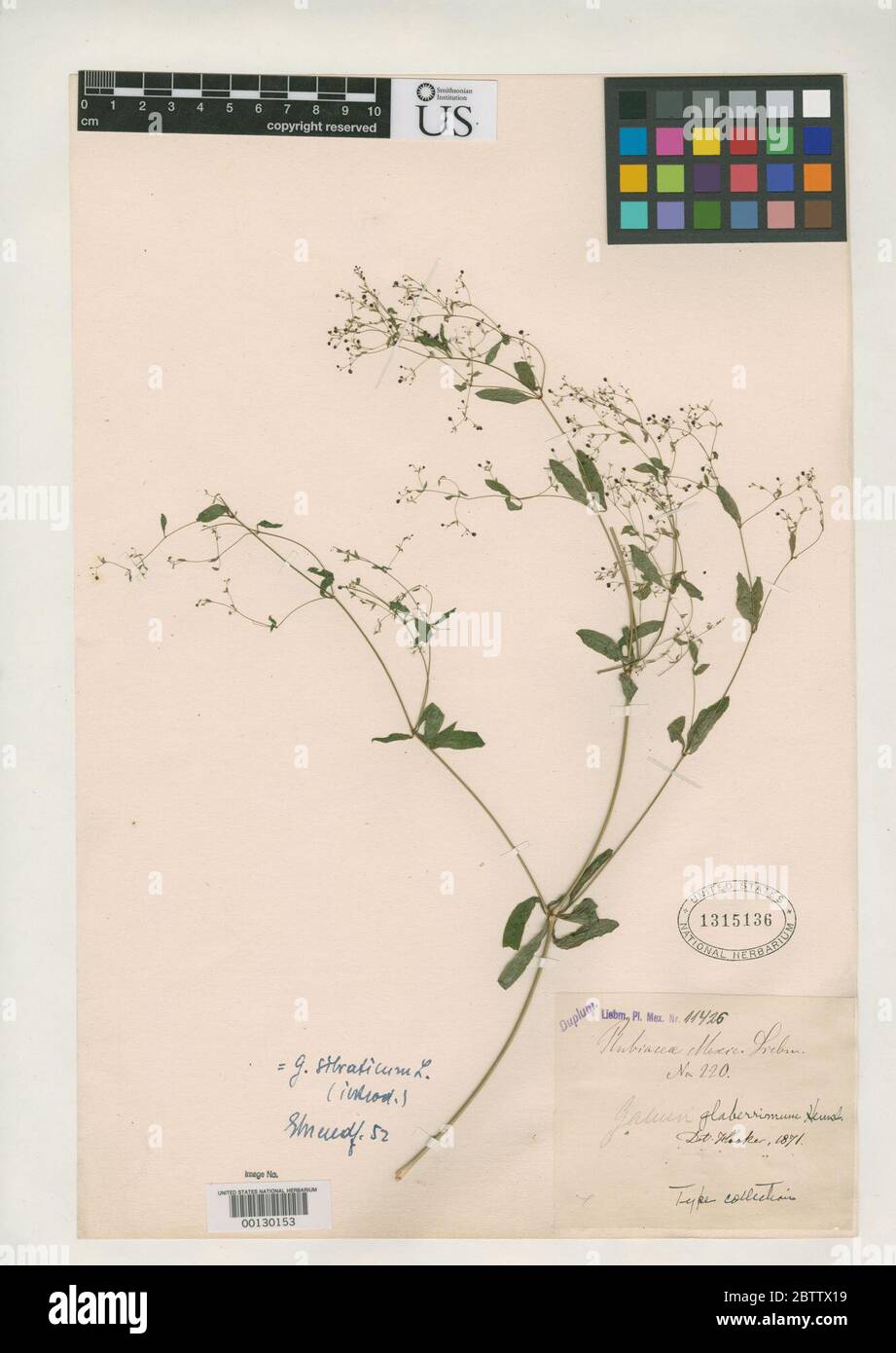 Galium glaberrimum Hemsl. Stock Photo