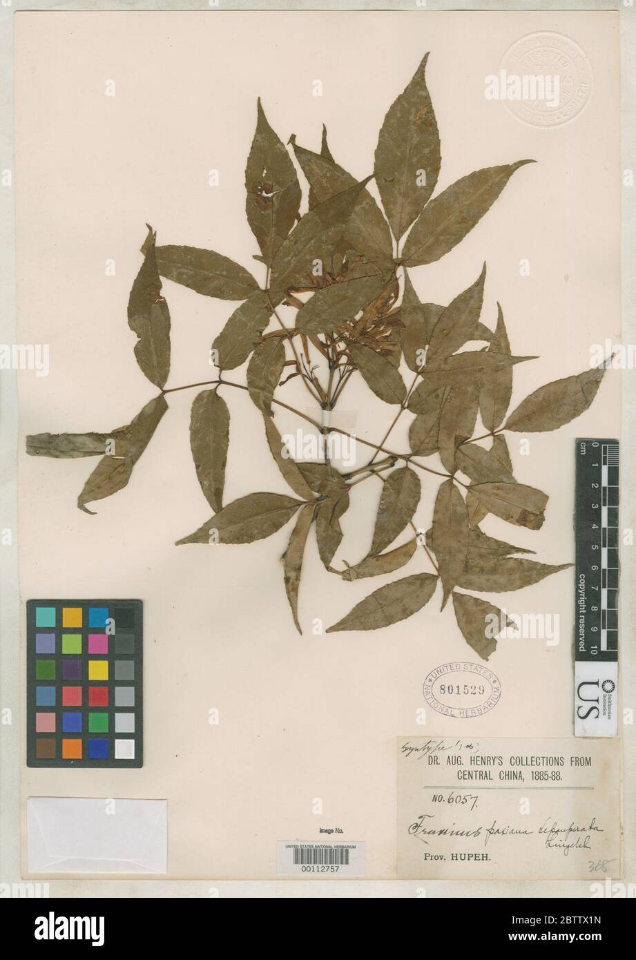 Fraxinus paxiana var depauperata Lingelsh in Engl. Stock Photo